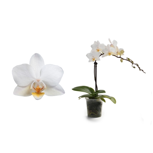 <h4>Phal Tiny Dolls Wit 1T7+ zonder Aqu@</h4>