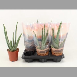 ALOE VERA
