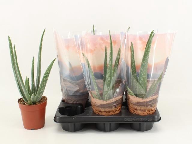 <h4>ALOE VERA</h4>