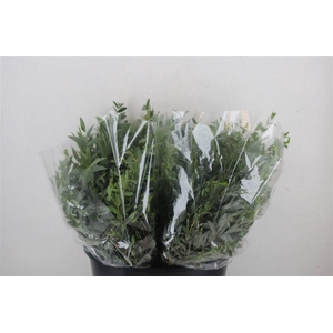 Euca Parvifolia Short 150gr P Bunch