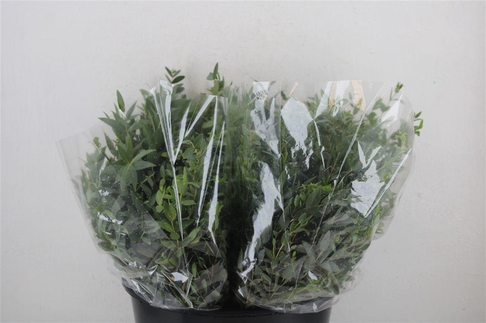 <h4>Euca Parvifolia Short 150gr P Bunch</h4>