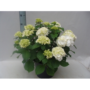 Hydrangea mac. 'Wudu'