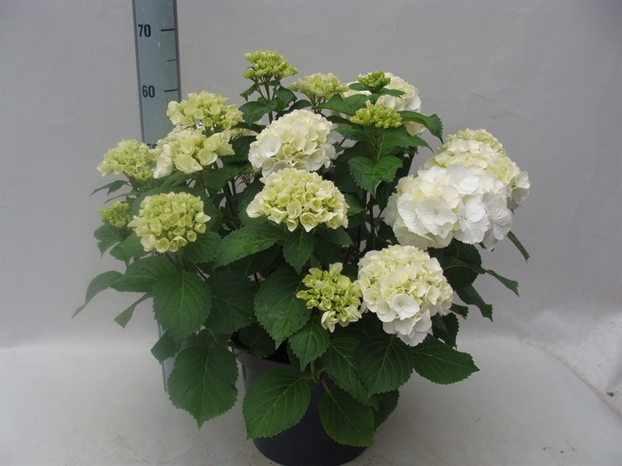 Hydrangea mac. 'Wudu'