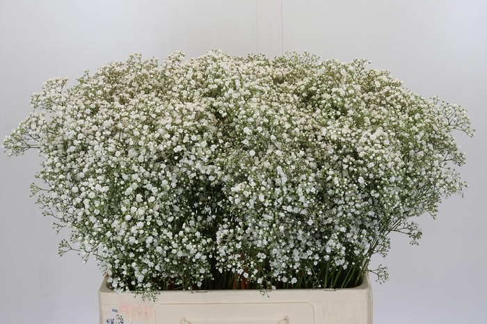 <h4>Gyps Zinzi Tyree</h4>