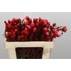 Kaaps Groen Phaenocoma Red