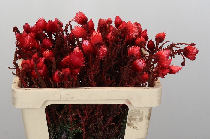 Kaaps Groen Phaenocoma Red