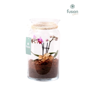 Glazen melkbus met Phalaenopsis D15.5 H30