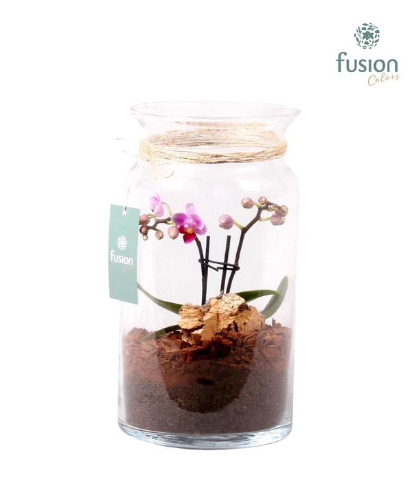 <h4>Glazen melkbus met Phalaenopsis D15.5 H30</h4>