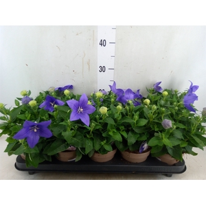 Platycodon grand. 'Astra Blue'