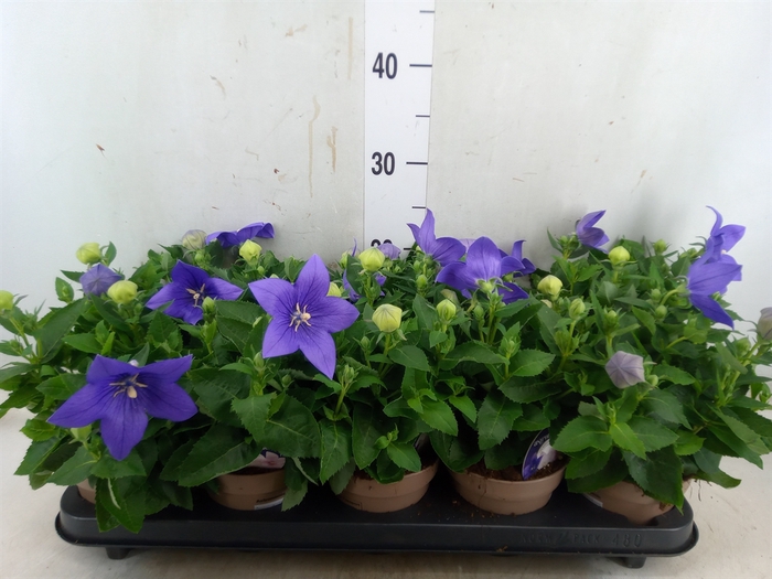 <h4>Platycodon grand. 'Astra Blue'</h4>