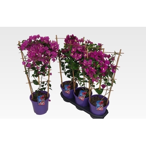 BOUGAINV ALEXANDRA