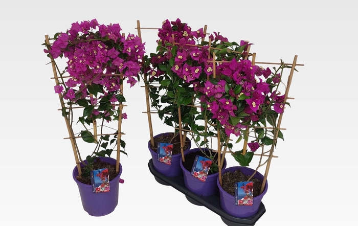 <h4>BOUGAINV ALEXANDRA</h4>