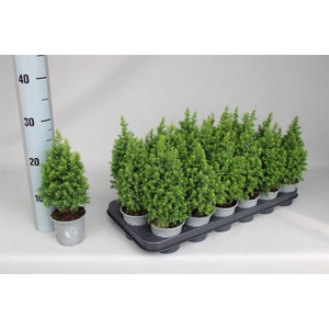 Chamaecyparis thyo. 'Alpica'