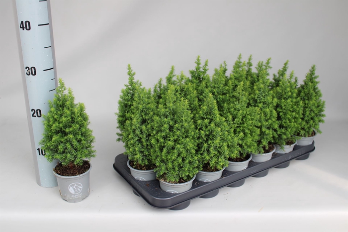 <h4>Chamaecyparis thyo. 'Alpica'</h4>