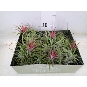 Tillandsia