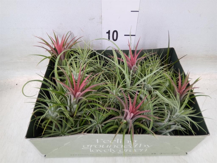 <h4>Tillandsia</h4>