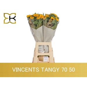 HELI VINCENTS TANGY