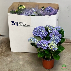 Hortensja Niebieska 15Ø 40cm 7-8 fl