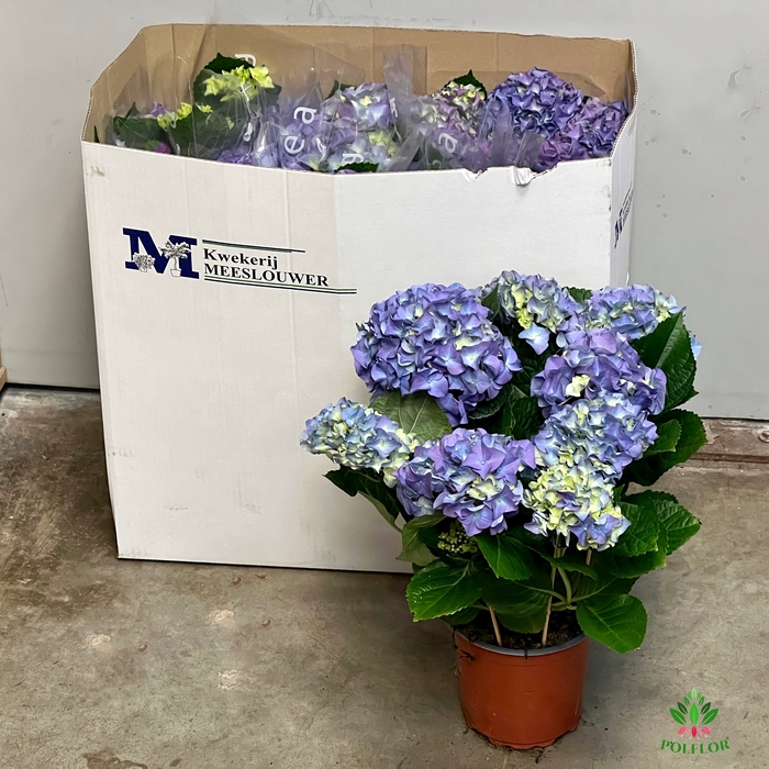 Hortensja Niebieska 15Ø 40cm 7-8 fl