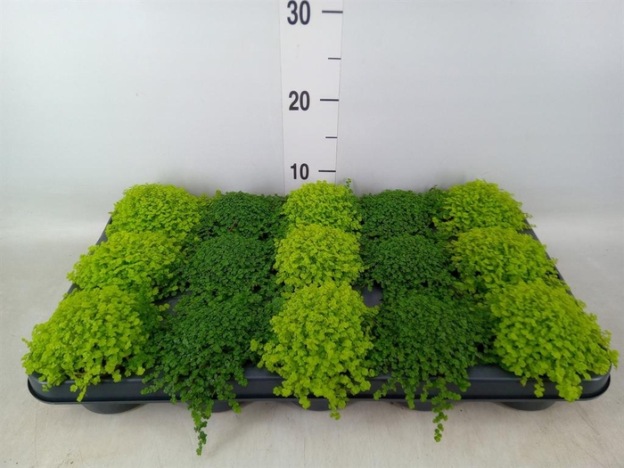 <h4>Soleirolia soleirolii   ...mix 2</h4>