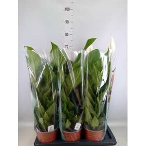 Spathiphyllum  'Bingo Cupido'