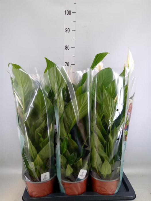 <h4>Spathiphyllum  'Bingo Cupido'</h4>