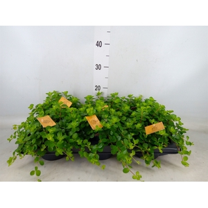 Peperomia rotundifolia