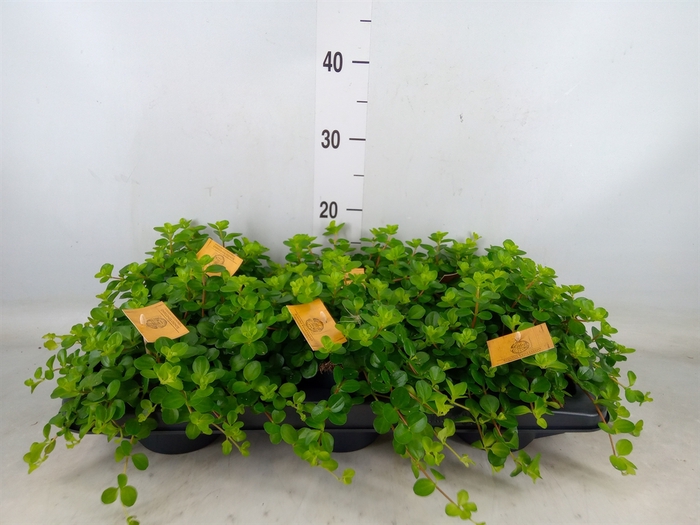 <h4>Peperomia rotundifolia</h4>