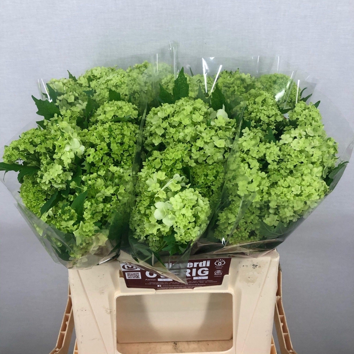 <h4>Viburnum L.35 1-4 flowers</h4>