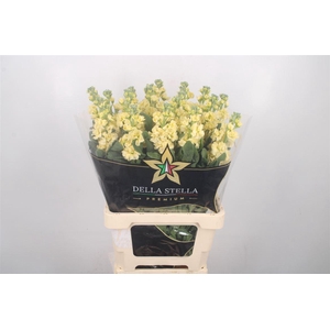 MATTH IRON * PREMIUM* YELLOW