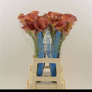 Zantedeschia sunset passion