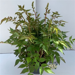 Astilbe wit