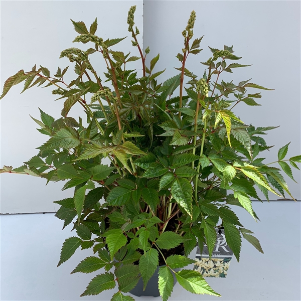 <h4>Astilbe wit</h4>