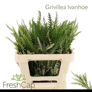 GREVI IVANHOE BRONZE