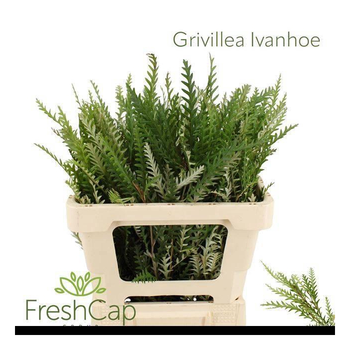 <h4>Grevi Ivanhoe Bronze</h4>