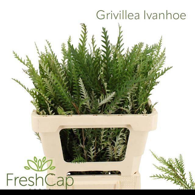 <h4>GREVI IVANHOE BRONZE</h4>