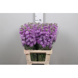 Matth Milla Lavender