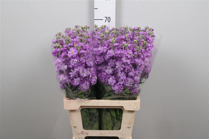 <h4>Matth Milla Lavender</h4>