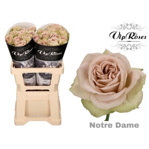 R GR NOTRE DAME+
