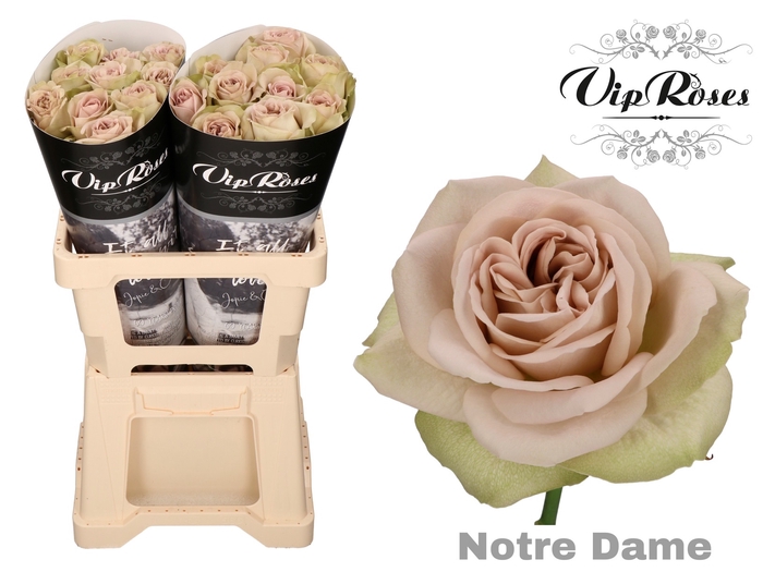 R GR NOTRE DAME+