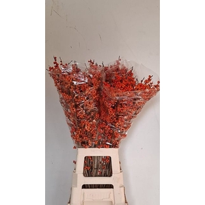 Ilex Orange Glow Drielen
