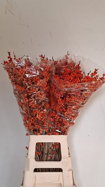 <h4>Ilex Orange Glow Drielen</h4>