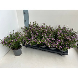 CUPH HYSSOPIFOLIA