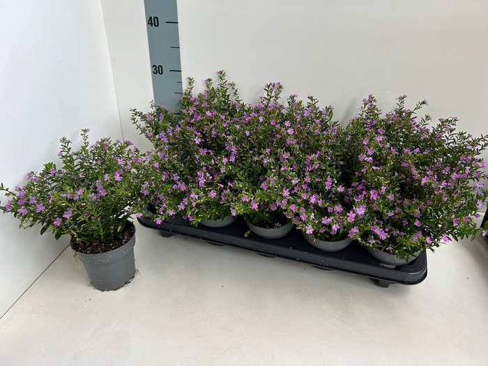 <h4>CUPH HYSSOPIFOLIA</h4>