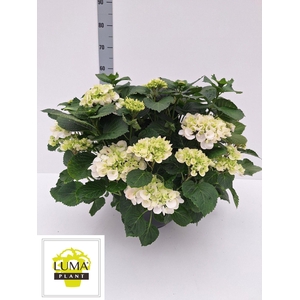 HYDR M CRYSTAL PALAC