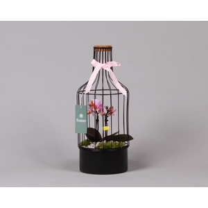 Metalen fles met kurk zwart middel met Phalaenopsis