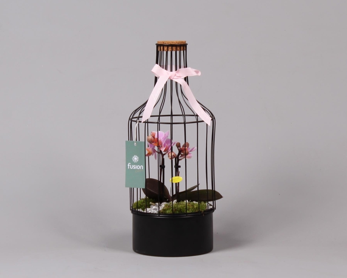 <h4>Metalen fles met kurk zwart middel met Phalaenopsis</h4>