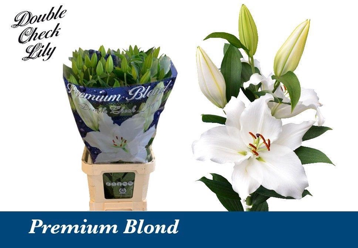 <h4>LI OR PREMIUM BLOND 6+</h4>