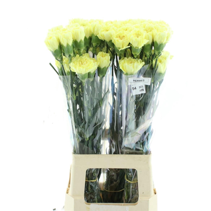 <h4>Di St Col Hermes</h4>