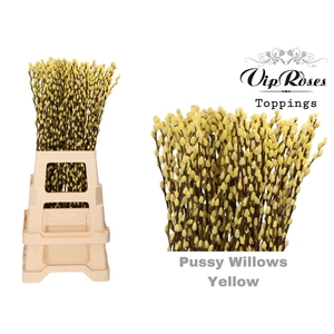 SALIX PUSSY WILLOW YELLOW